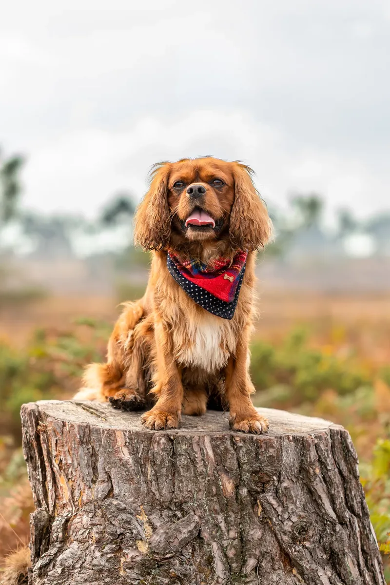 Rusty the Cav (18 of 24)
