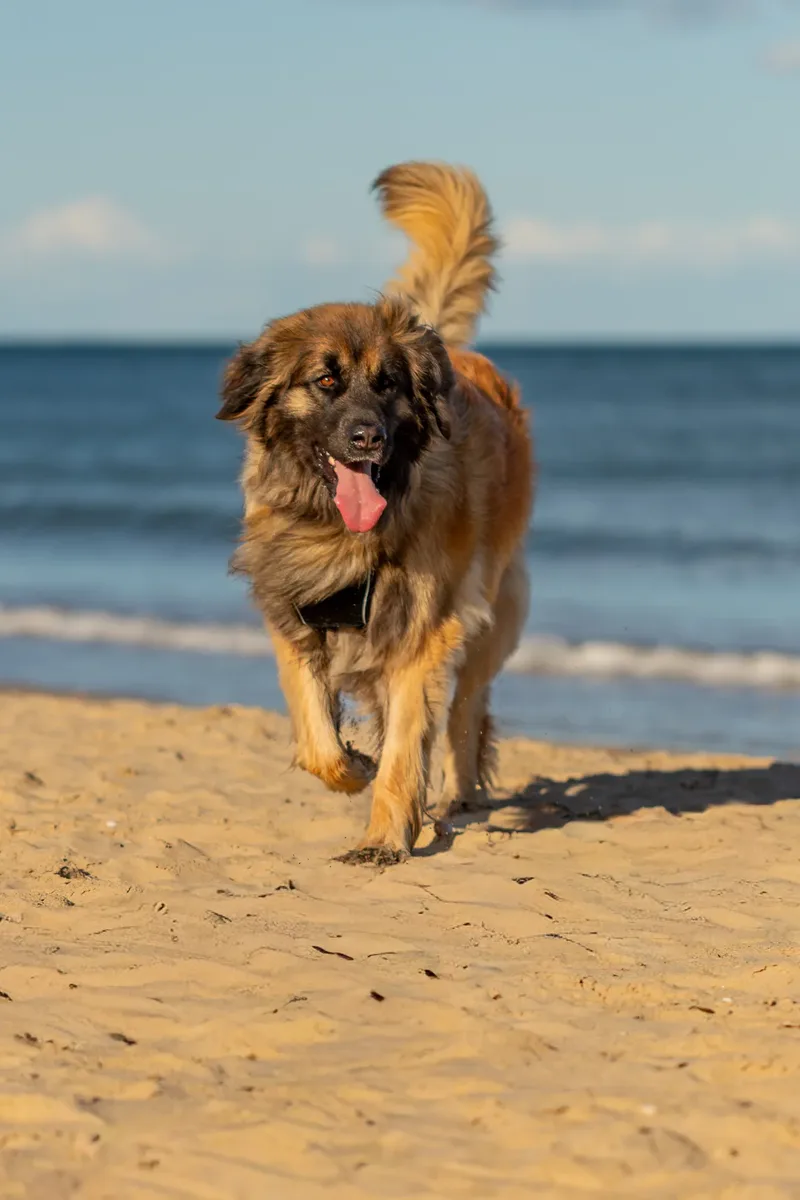 Leonberger Meet Up (3 of 47)