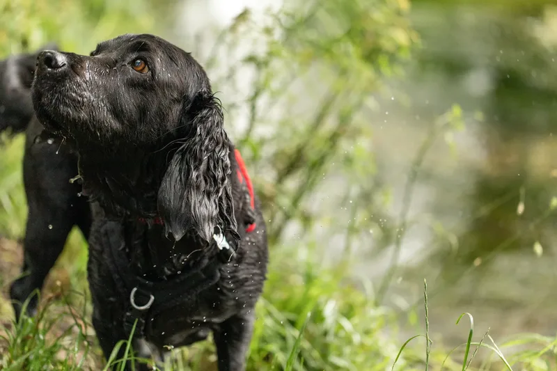 Ralph & Monty (17 of 24)