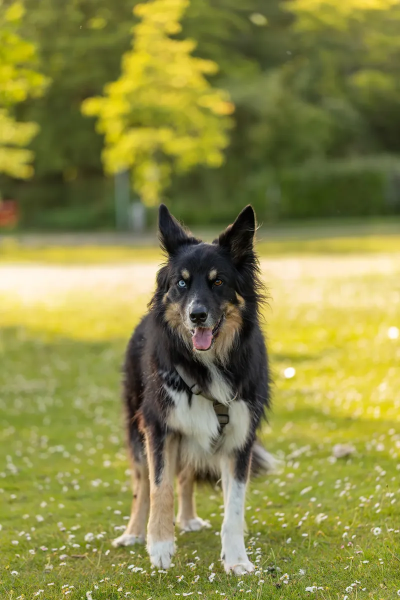 Dorset Dog Trainer – Poole Park (9 of 59)