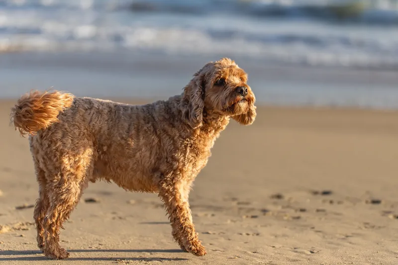 Red the Cavapoo (27 of 42)