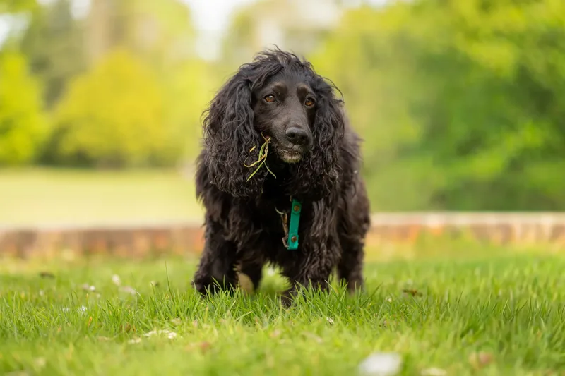The Dorset Dog Trainer (2 of 42)