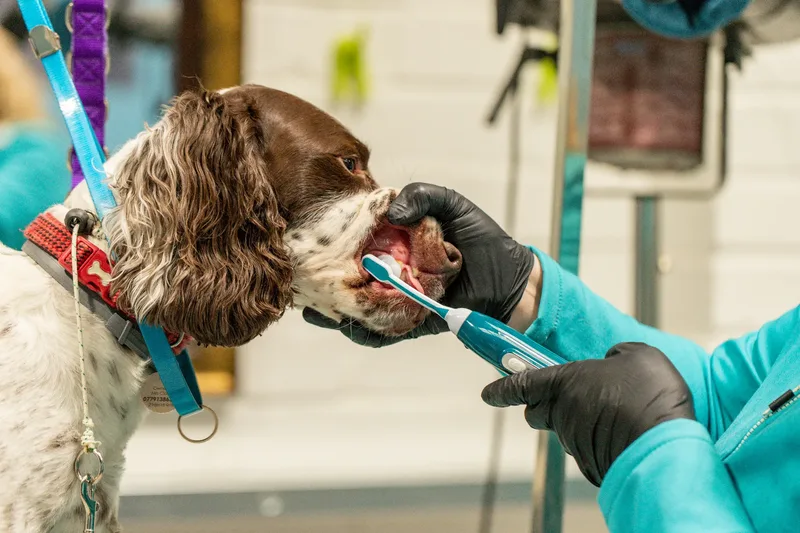 Doggie Styles Dog Groomers (6 of 13)