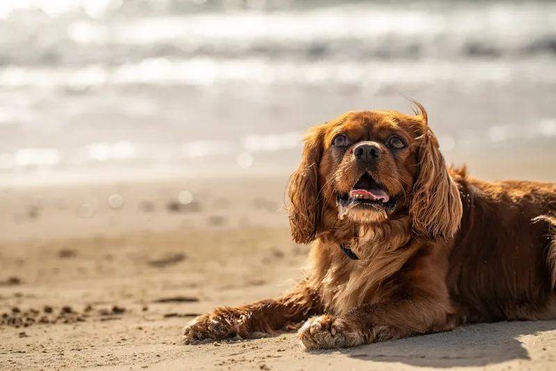 Rusty The Cavalier (1 of 24)