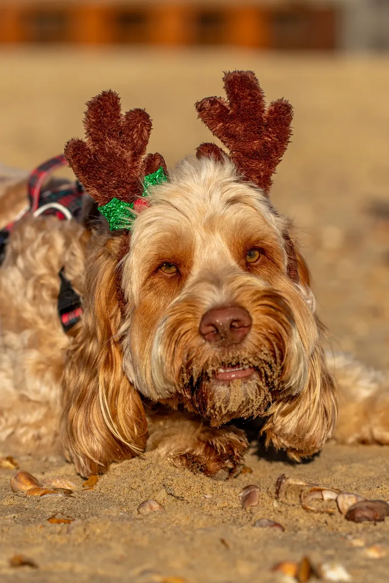 Toby Xmas beach shoot! (8 of 24)