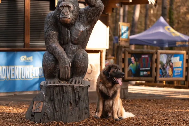 Koda the Bear (Leonberger) (4 of 24)
