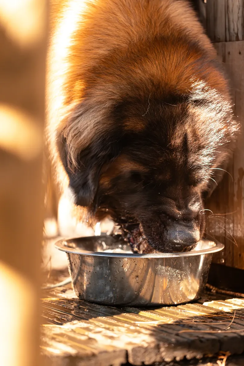 Koda the Bear (Leonberger) (2 of 24)