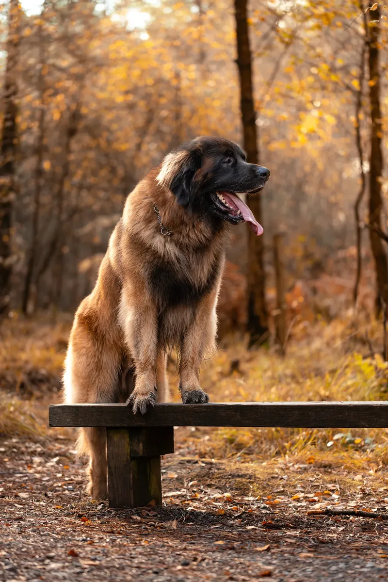 Koda the Bear (Leonberger) (14 of 24)
