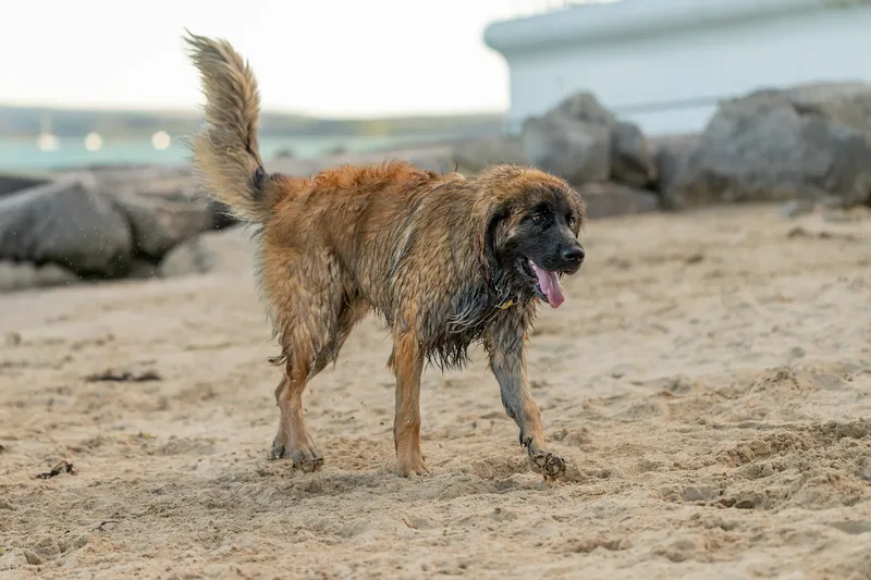 Leonberger Meet Up (12 of 47)