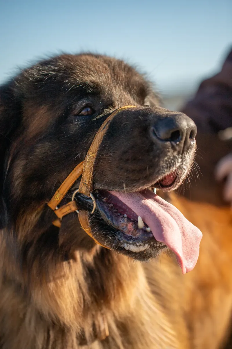 Leonberger Meet Up (4 of 47)
