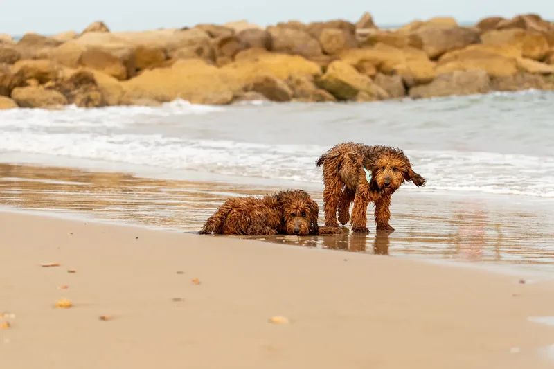 Luna & Oakley at Sandbanks (19 of 24)