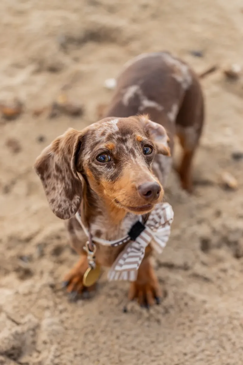 Margot at the beach (21 of 45)