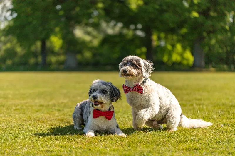 Dougie & Barney – The Bordoodle Cousins (4 of 22)