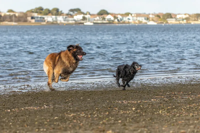 Koda and Cosmo (25 of 31)