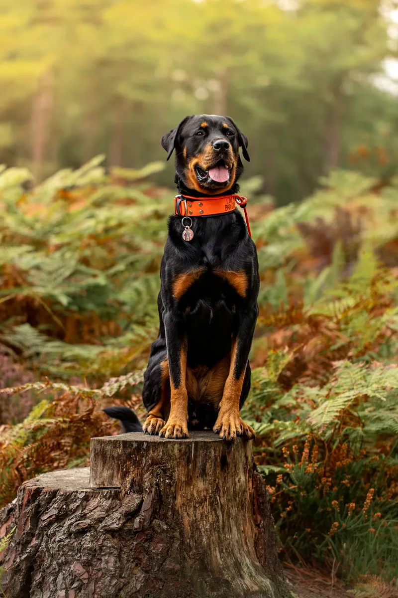 The Wild Bear Club – Wareham Forest (15 of 24)