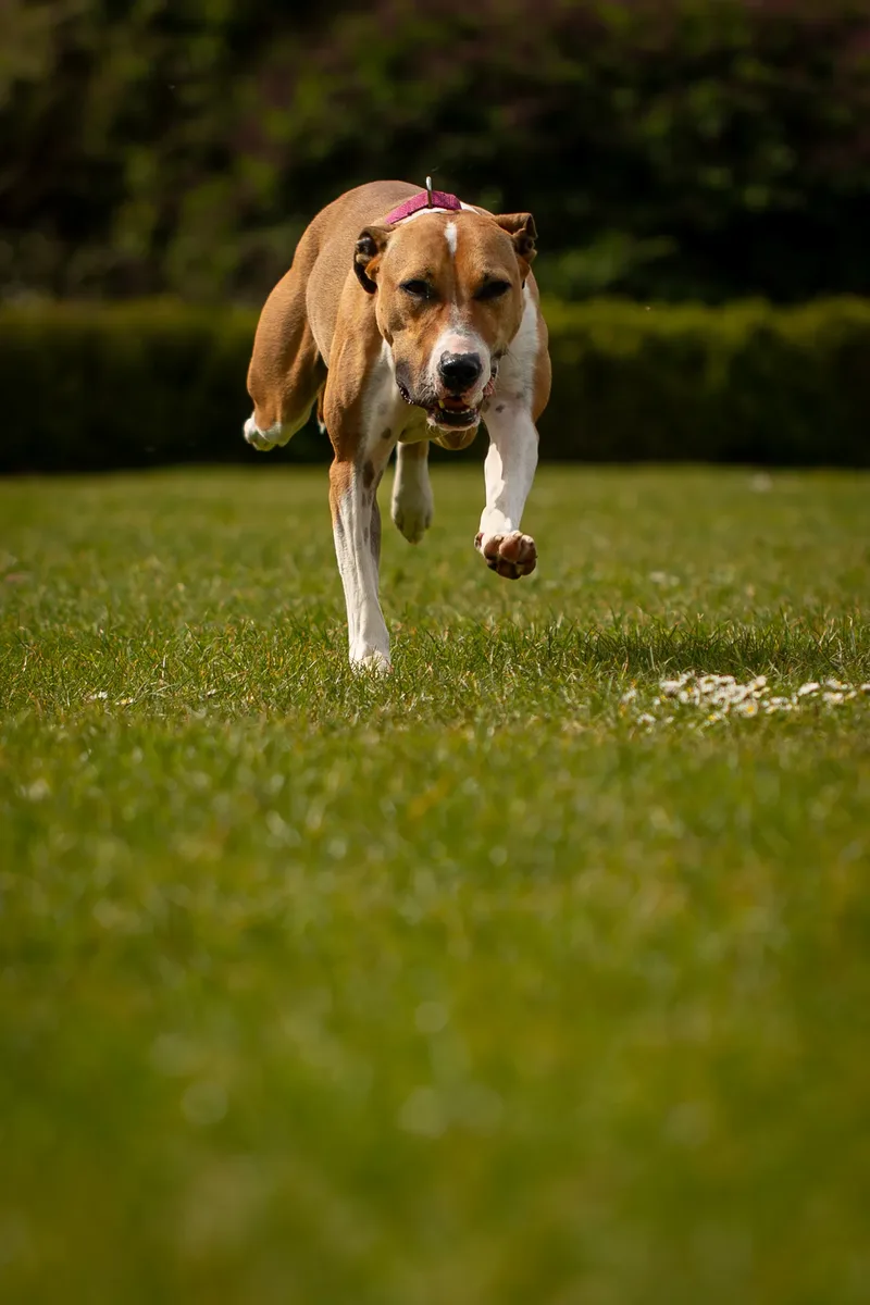 The Dorset Dog Trainer (9 of 42)