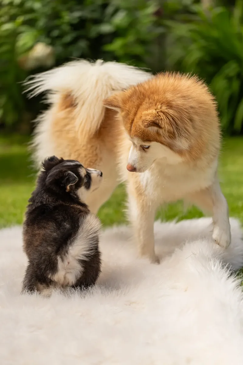 South Coast Pomsky’s (5 of 29)