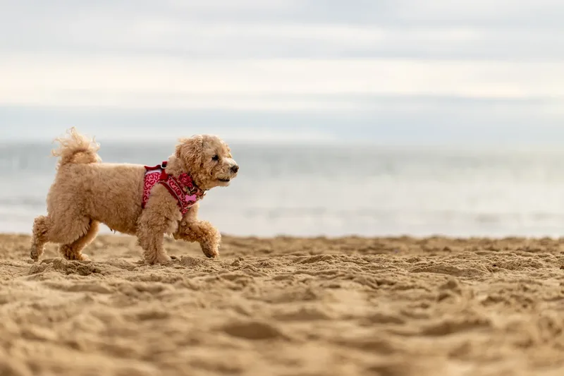 Lola the Poochon (5 of 28)