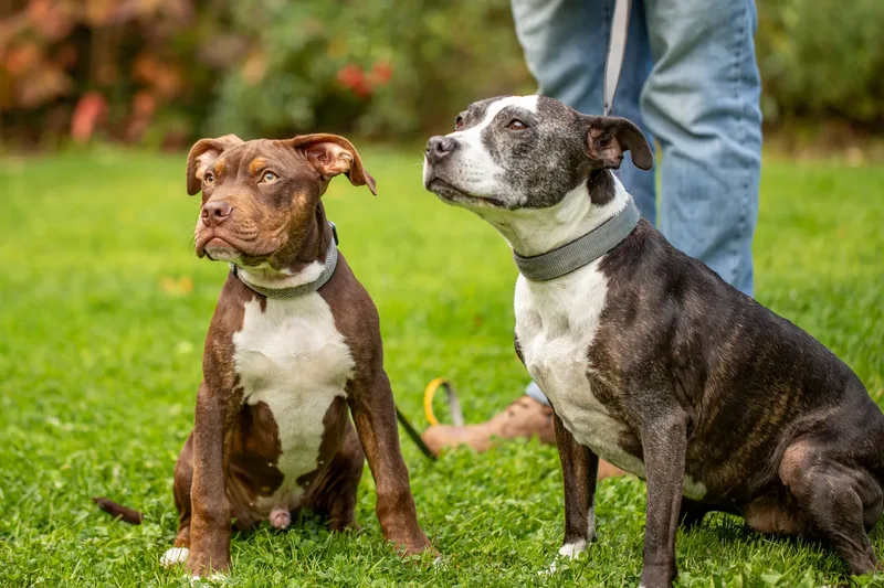 The Walled Garden Moreton – Dog show ceremony (16 of 24)
