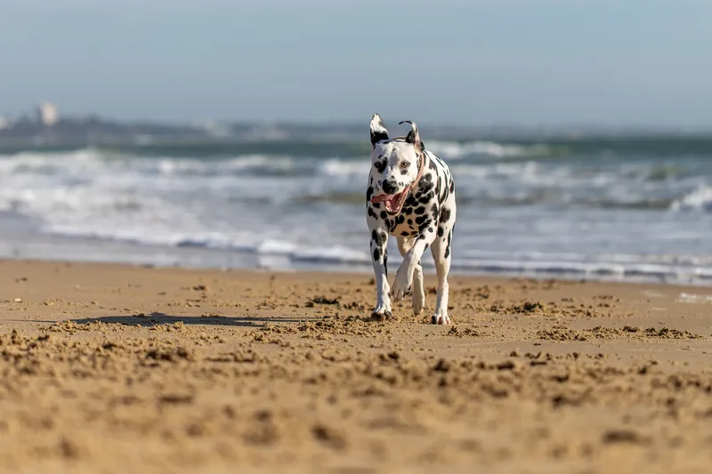 Perdy and Pongo (10 of 28)