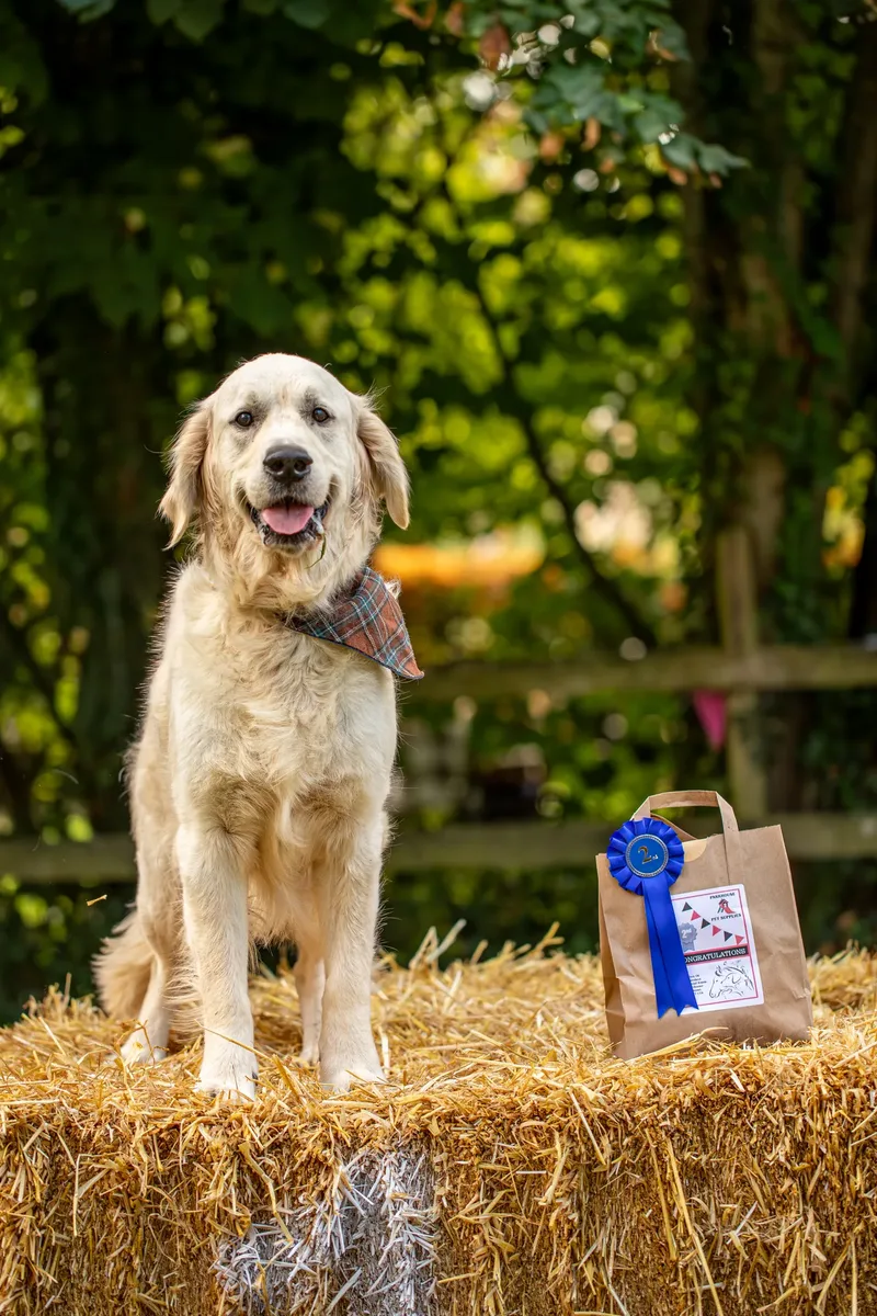 The Walled Garden Moreton – Dog show ceremony (4 of 24)