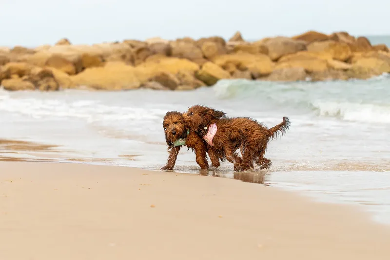 Luna & Oakley at Sandbanks (16 of 24)