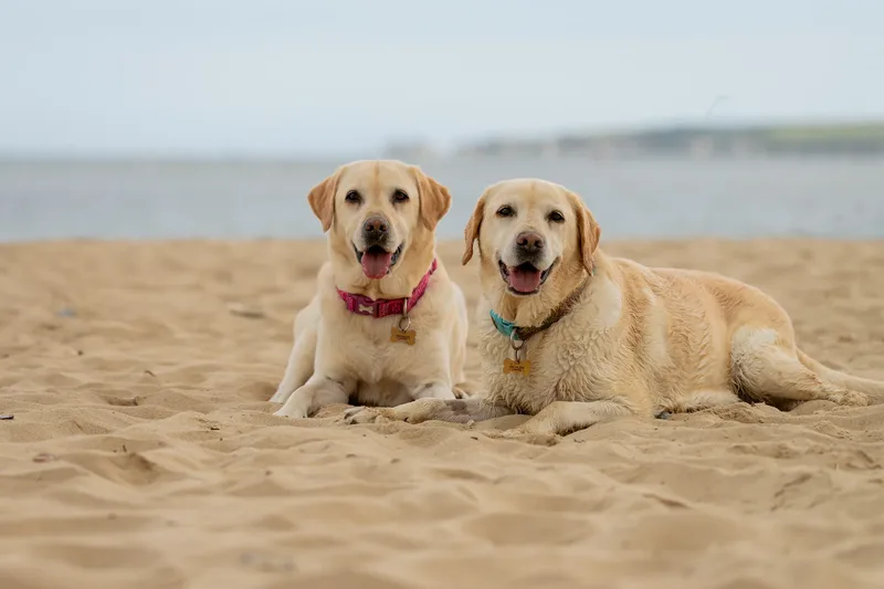 Mollie & Lola (3 of 32)