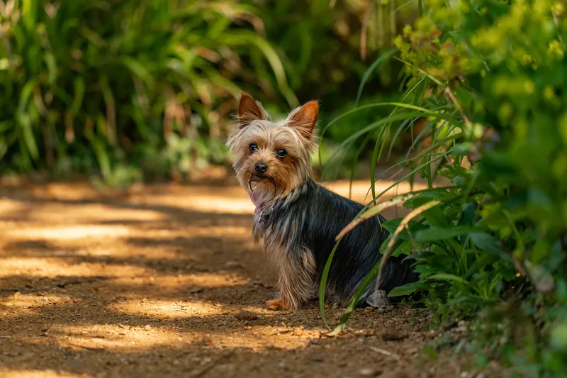 Willow – the mini yorkie (24 of 24)