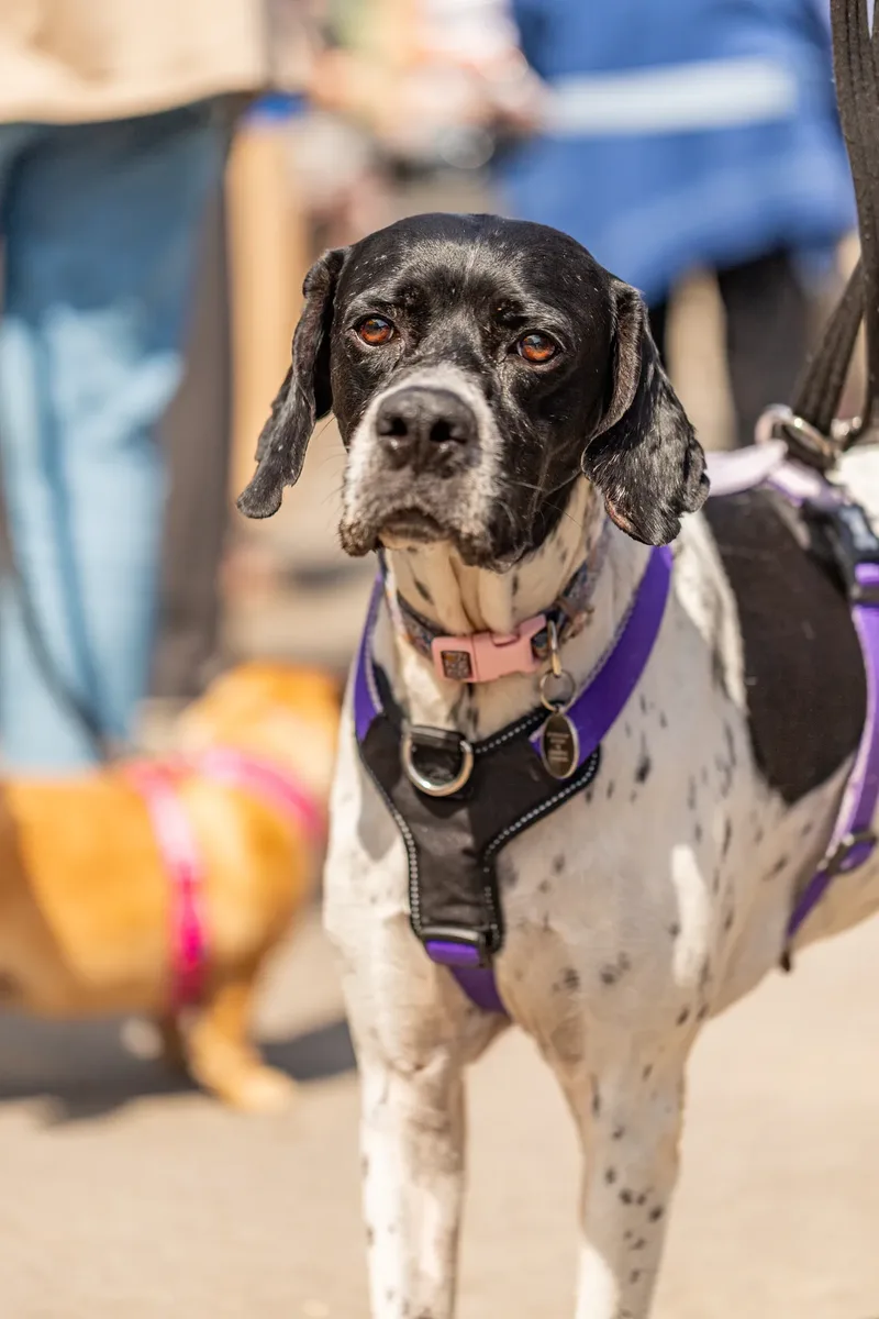 Sunshine, Smiles & Wagging Tails at Cherry Tree Nurseries (13 of 24)