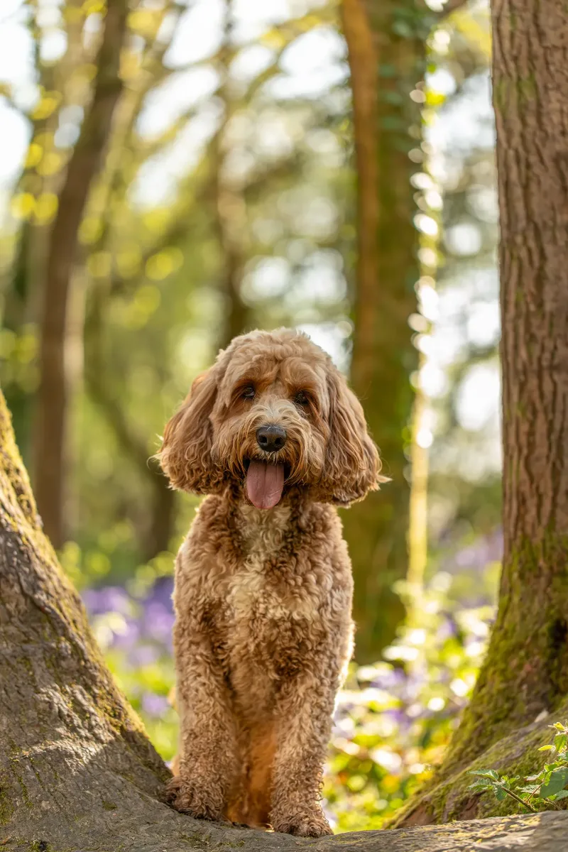 Teddy the cockapoo in the bluebells (3 of 21)