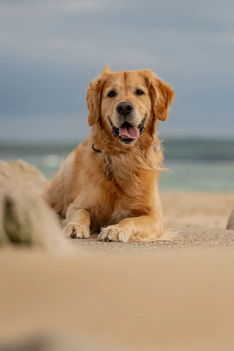 Murphy the golden retriever (1 of 41)