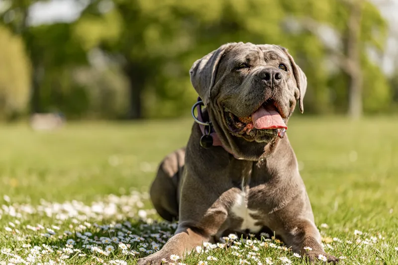 Skye the Cane Corso (19 of 23)