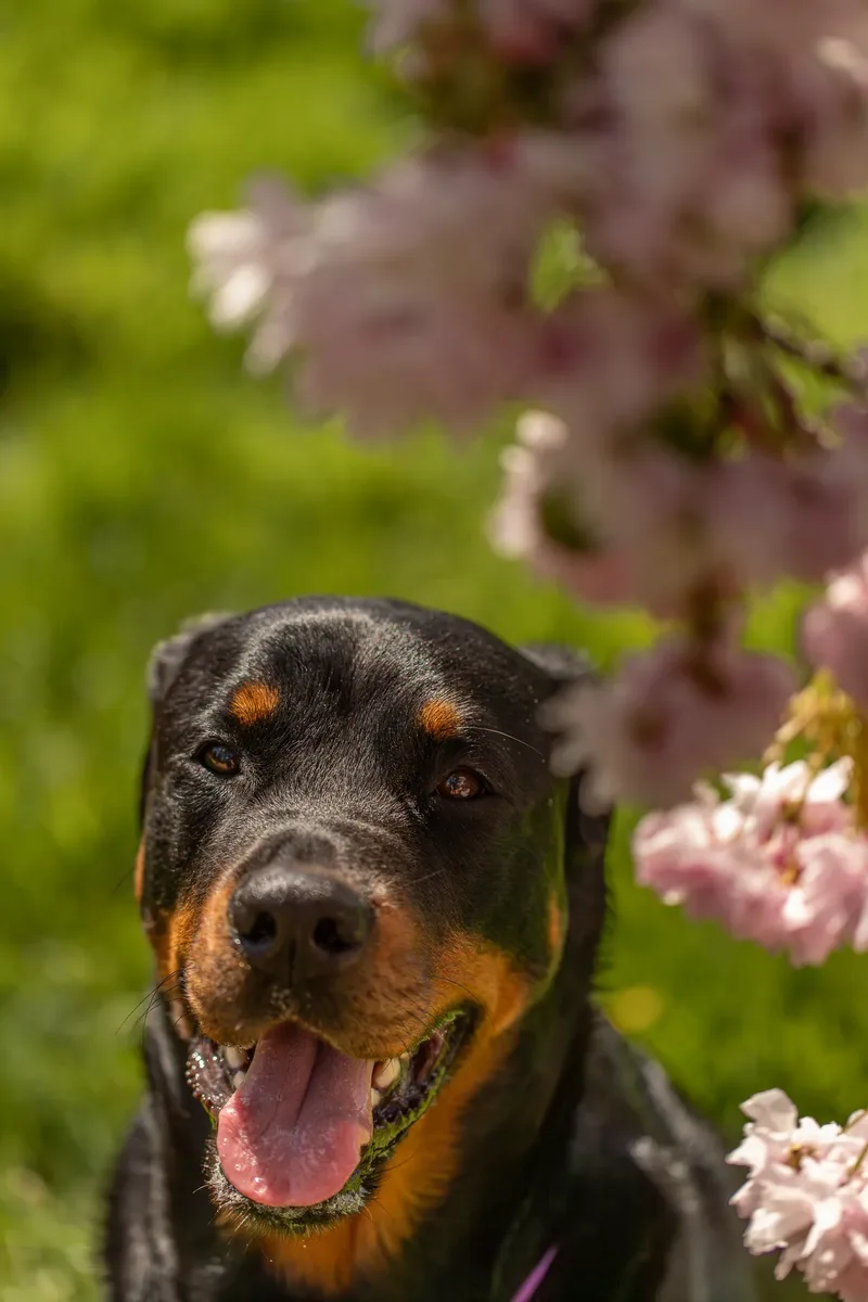 Karma the rottweiler in bluebells (25 of 30)