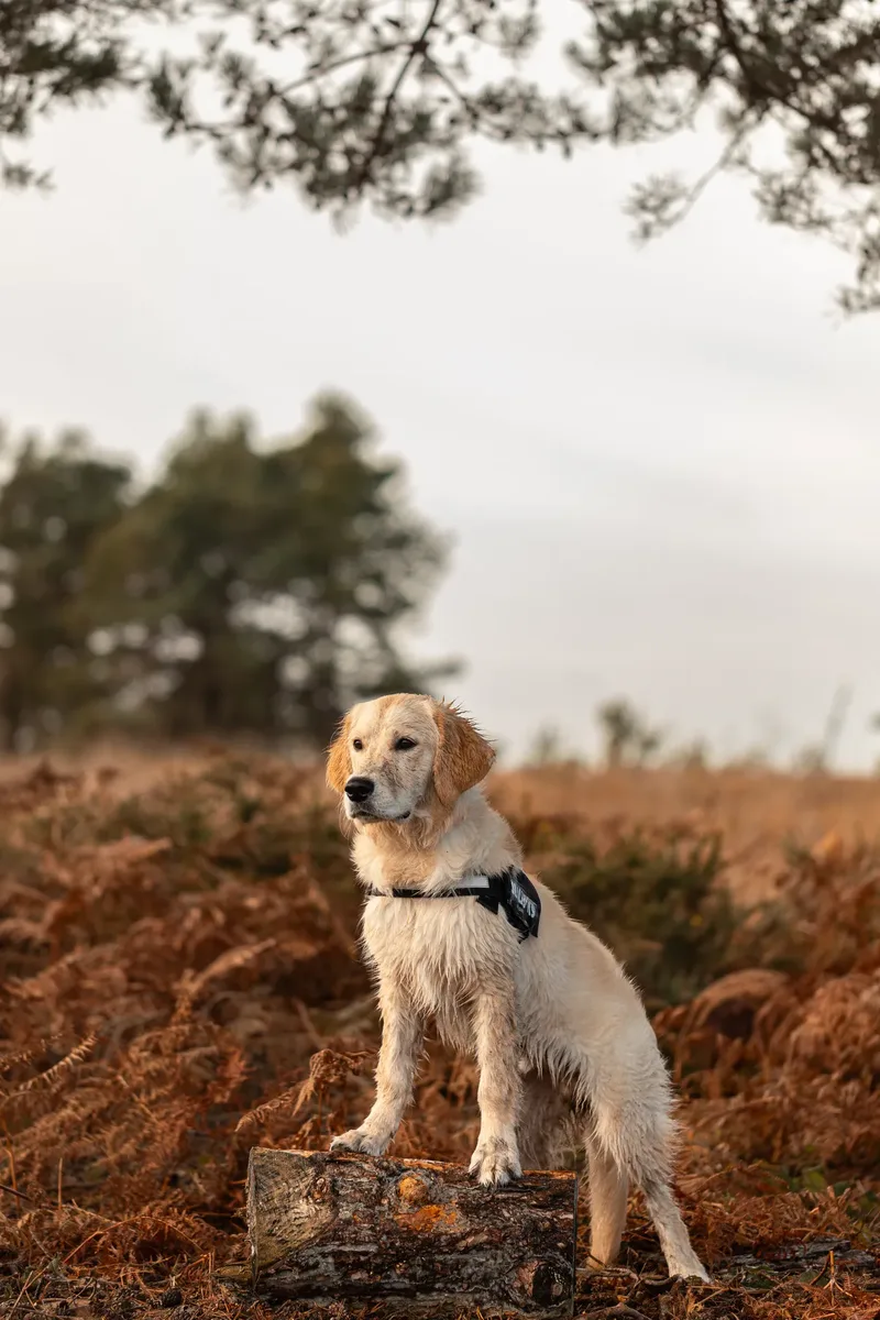 Ollie the golden (19 of 24)