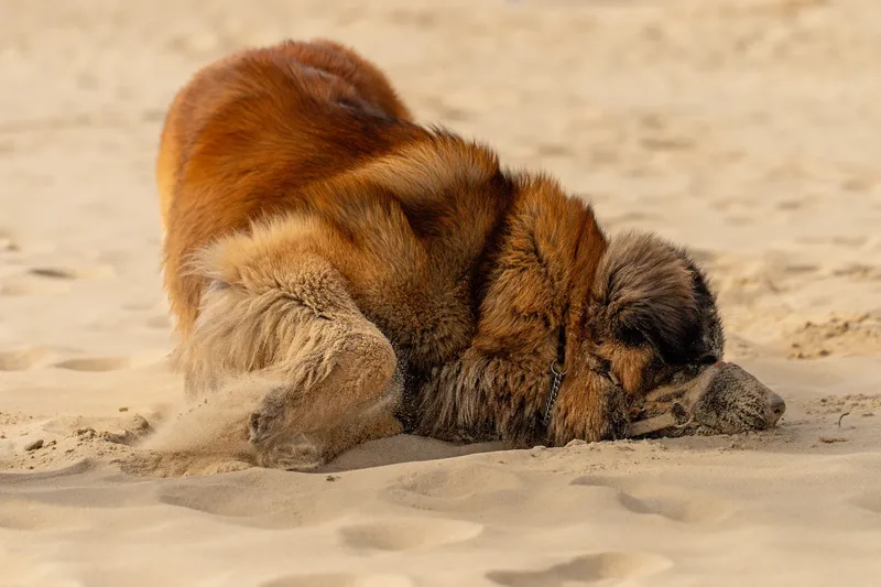 Koda the Leonberger (10 of 18)