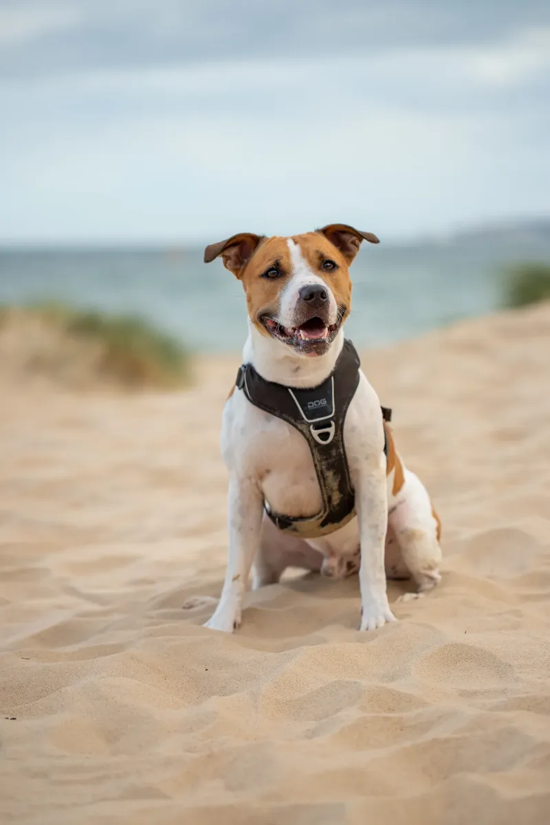 Dickie the Staffy (17 of 43)