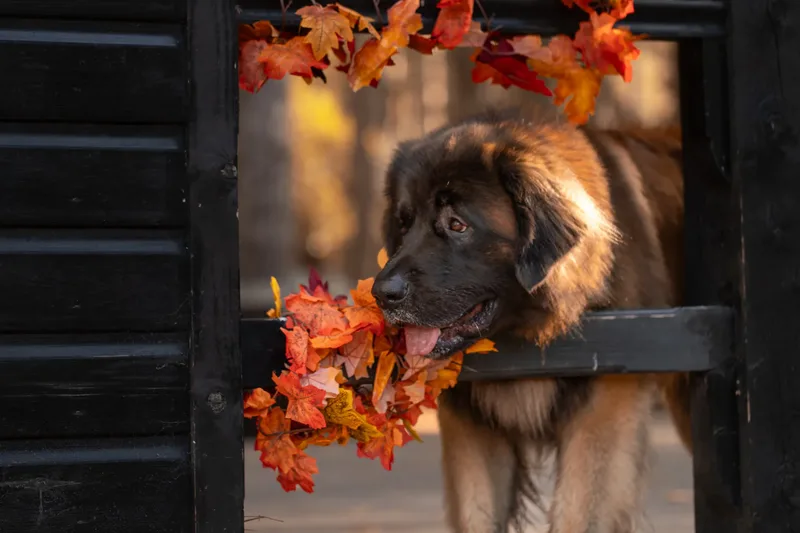 Koda the Bear (Leonberger) (6 of 24)
