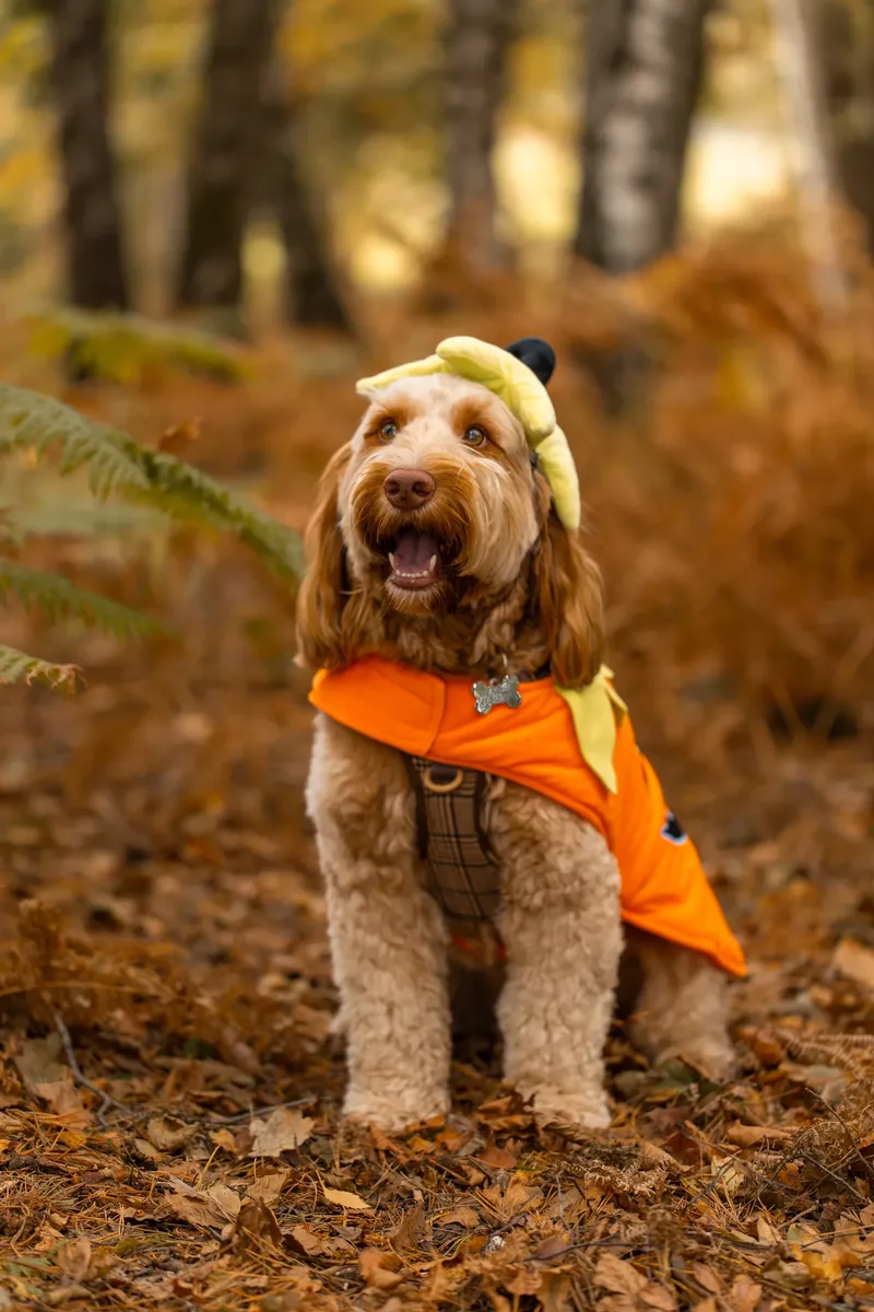 An Autumn Afternoon with Toby at Canford Heath (22 of 24)