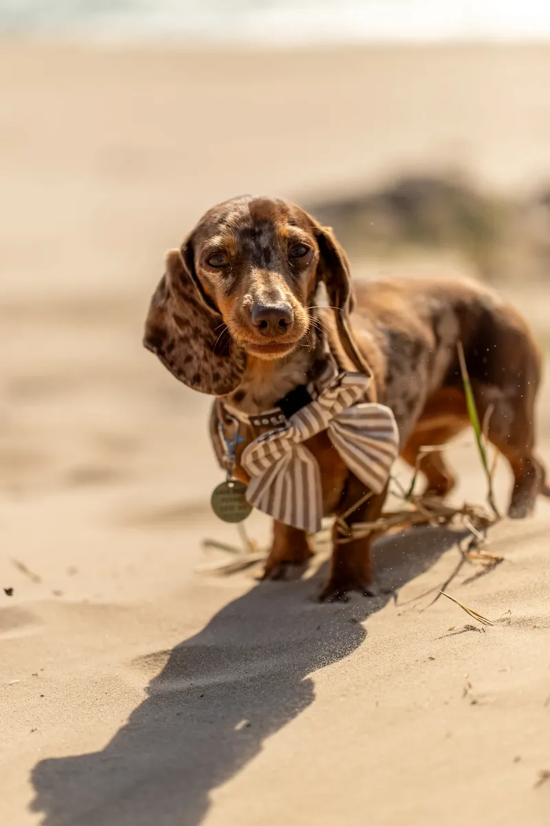 Margot at the beach (37 of 45)