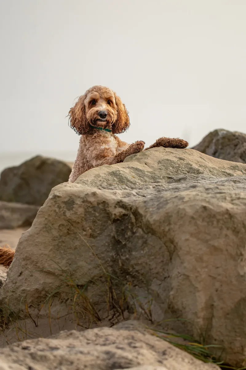 Teddy the Cockapoo (29 of 39)