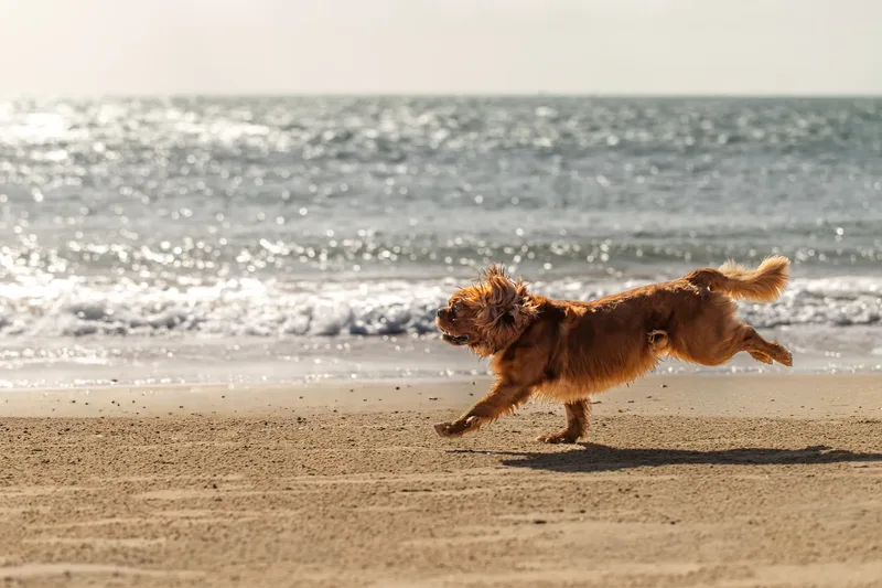 Rusty The Cavalier (14 of 24)