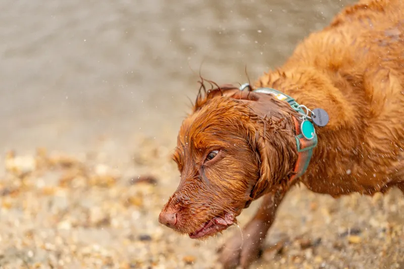 Wimborne Walkies (1 of 24)