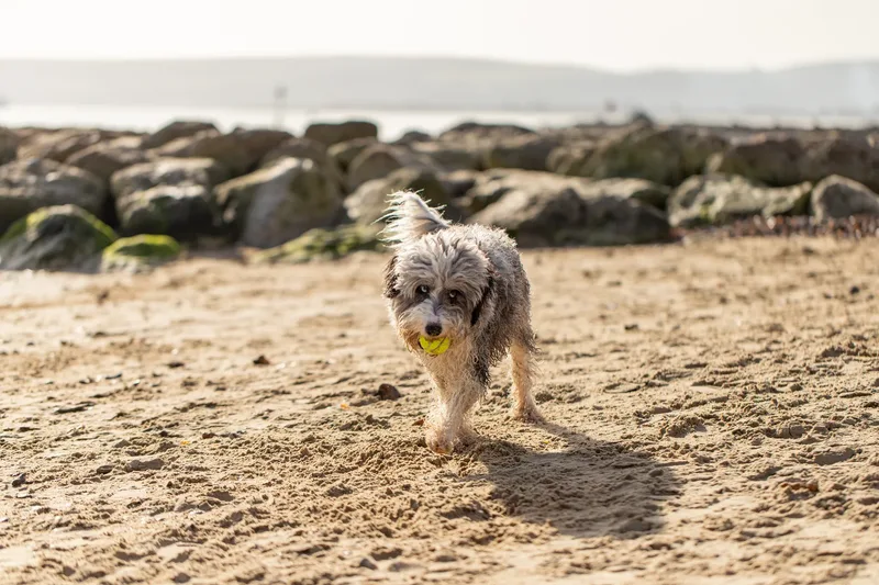 Dougie The Bordoodle (6 of 9)