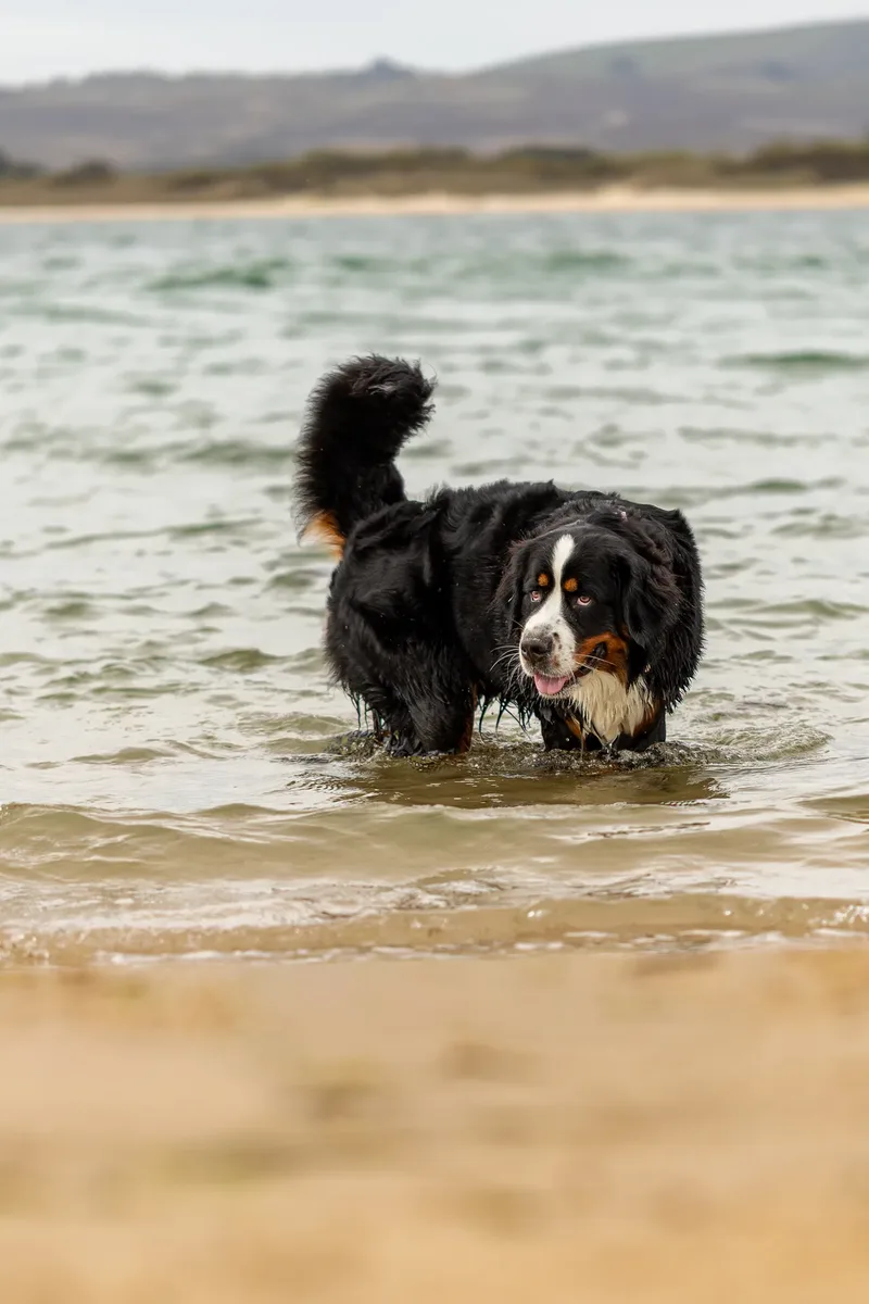 Berry the Bernese Mountain Dog (18 of 30)