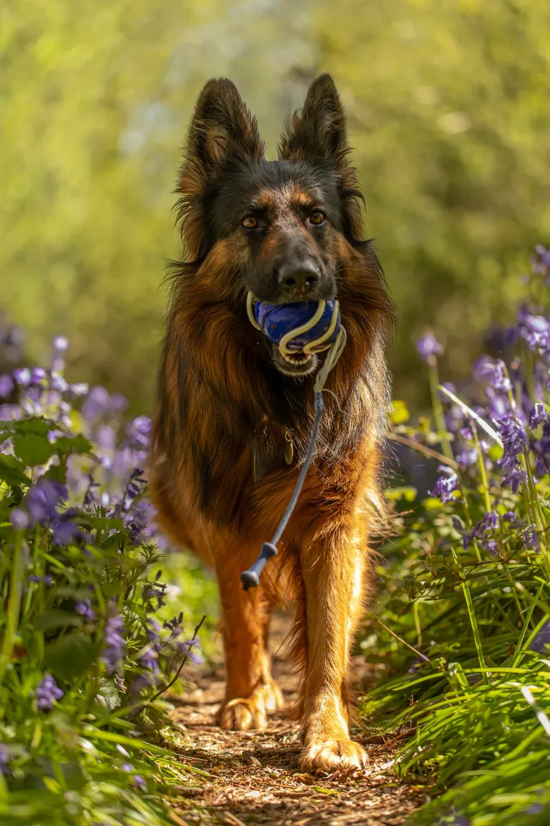 Tora the german shepherd (20 of 28)