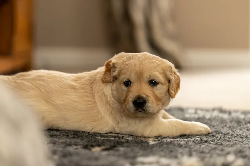Golden Retriever Puppies (23 of 60)