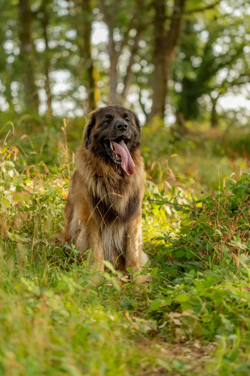 Koda