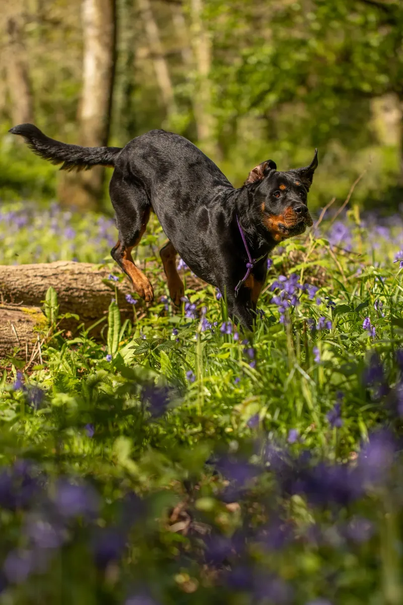 Karma the rottweiler in bluebells (28 of 30)