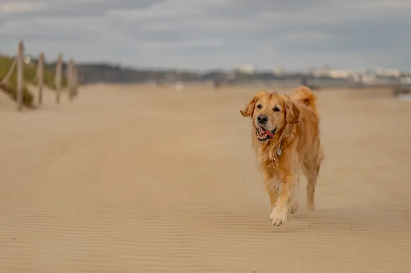 Murphy the golden retriever (20 of 41)