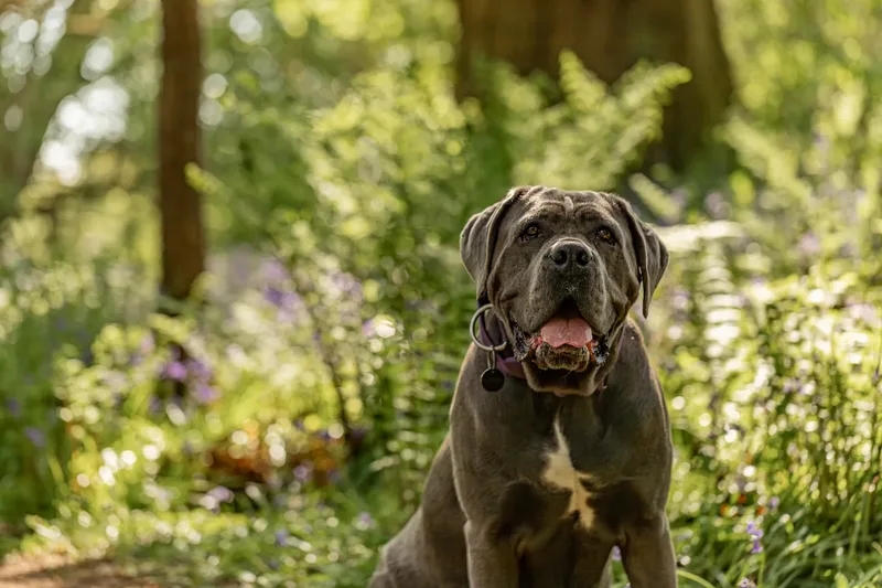 Skye the Cane Corso (6 of 23)